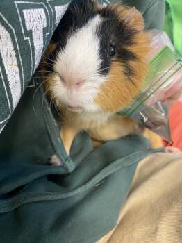 Rescue Guinea Pig Guinea Pigs for Adoption in Oakland, New Jersey - Cookie Dough | PetCurious